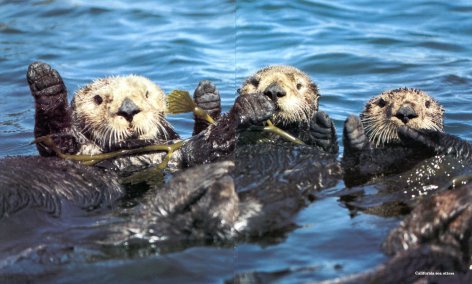 seaotters.gif